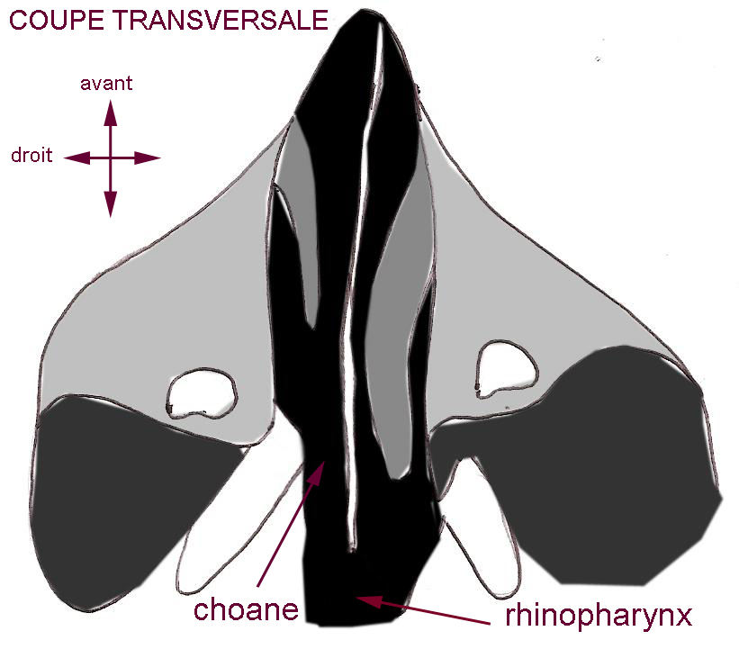 choane-maxillaire-rhinoplastie-chirurgie-esthetique