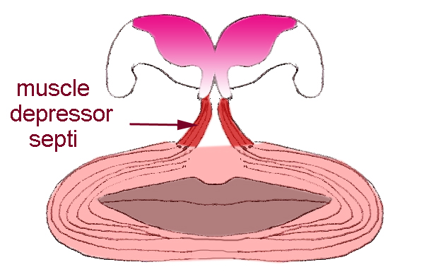 muscle-depressorsepti-anatomie-rhinoplastie-chirurgie-esthetique