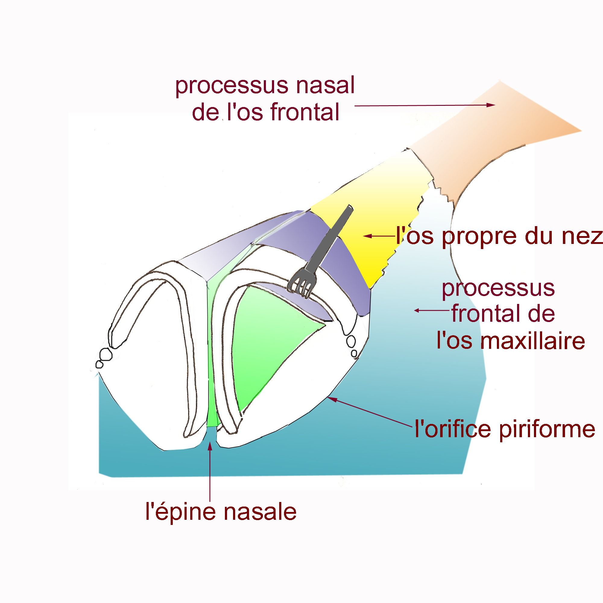 os-propre-nez-maxillaire-chirurgie-esthetique-rhinoplastie